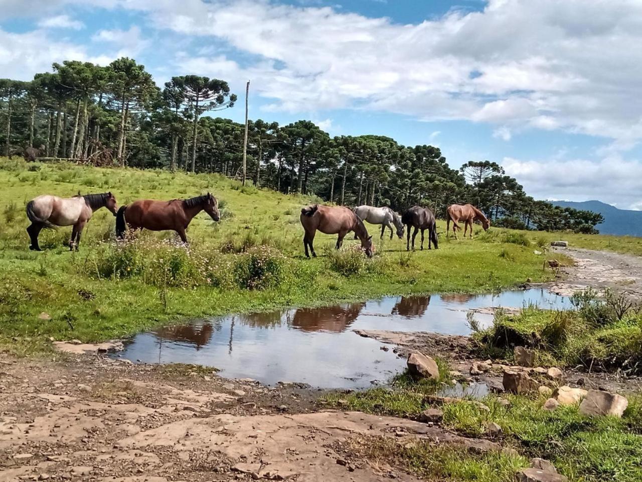 Casa E Cabana De Campo Fazenda Borba Urubici Buitenkant foto